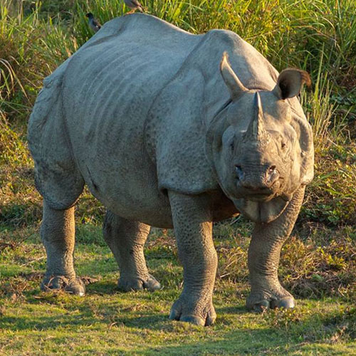 Gorumara National Park
